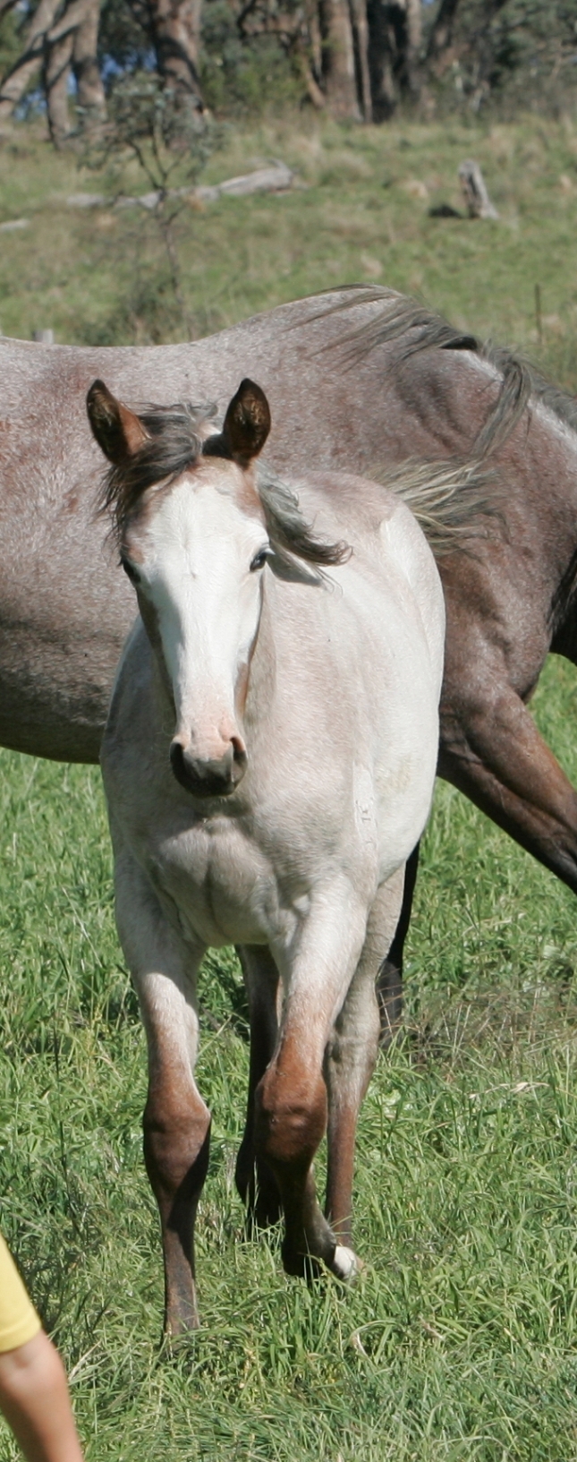 Our Horses | Winning Colours Farm